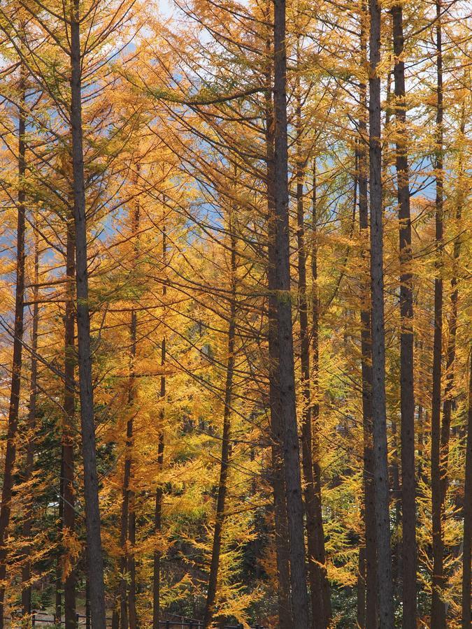 Log Hotel Larch Lake Kanayama Minamifurano Dış mekan fotoğraf