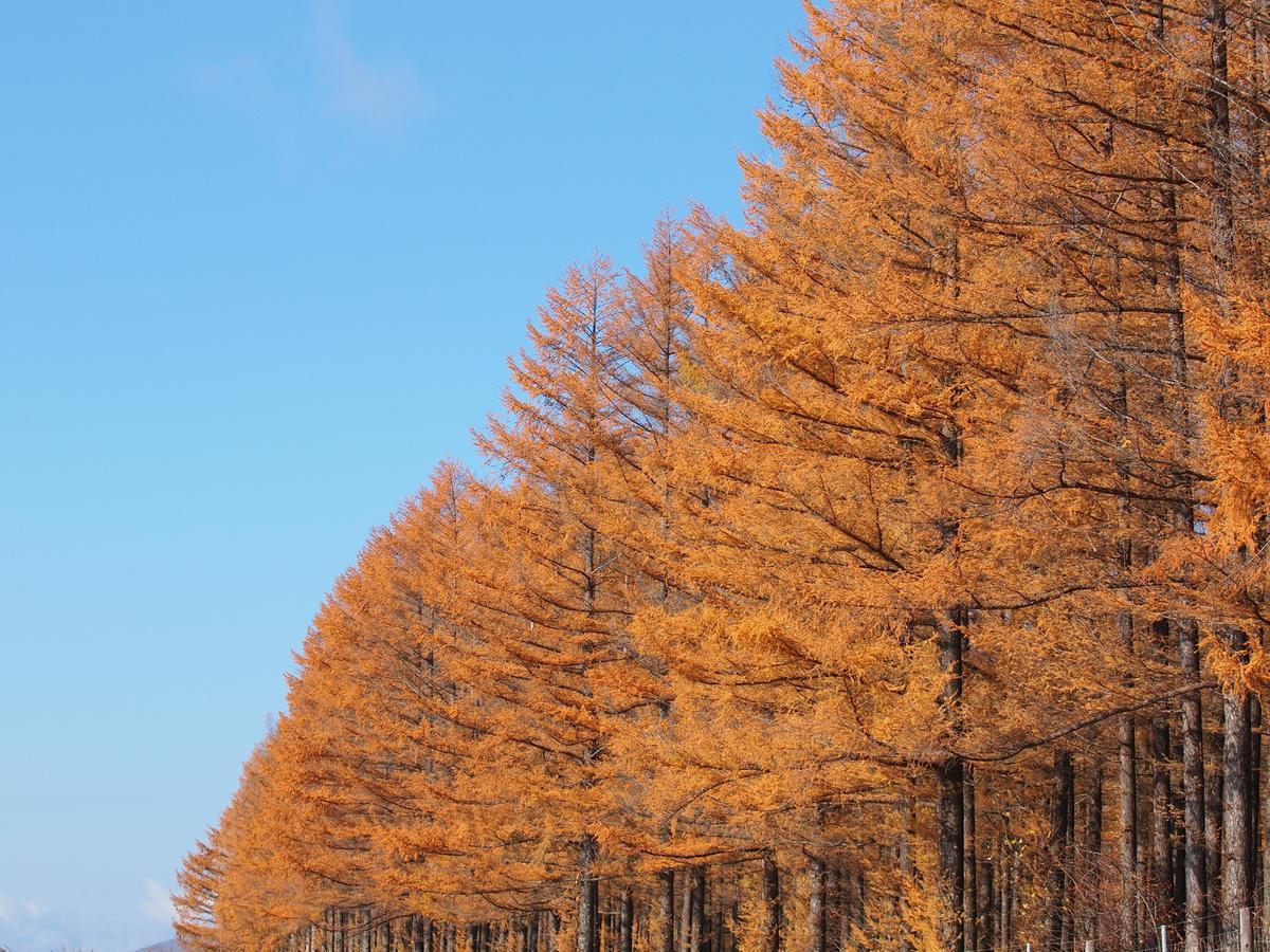 Log Hotel Larch Lake Kanayama Minamifurano Dış mekan fotoğraf
